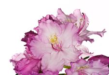 Pink Rhododendron Stock Photo Pink Rhododendron Stock Photo