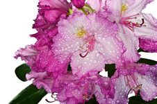 Pink Rhododendron Stock Photography Pink Rhododendron Stock Photography