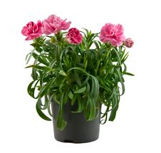 Pink Carnation Royalty Free Stock Photos Pink Carnation Royalty Free Stock Photos