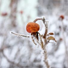 Dogrose In Hoarfrost Royalty Free Stock Photography