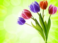 Tulips On A Green Background Royalty Free Stock Photo Tulips On A Green Background Royalty Free Stock Photo