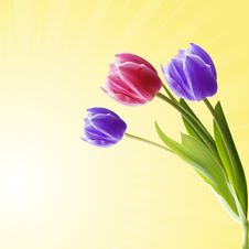 Detailed Tulips Royalty Free Stock Photo Detailed Tulips Royalty Free Stock Photo