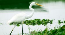 Great Egret Walking In Water Of An Asian Sanctuary Stock Photo Great Egret Walking In Water Of An Asian Sanctuary Stock Photo