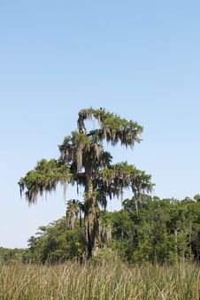 Cypress Tree With Nesting Bird Royalty Free Stock Images Cypress Tree With Nesting Bird Royalty Free Stock Images