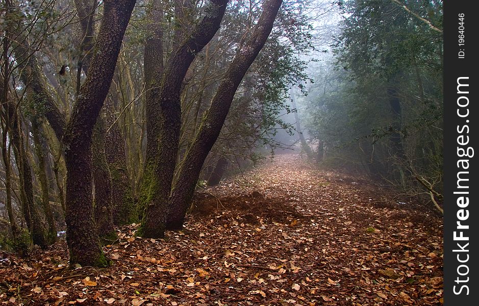 Mist leaves road and trees. Mist leaves road and trees
