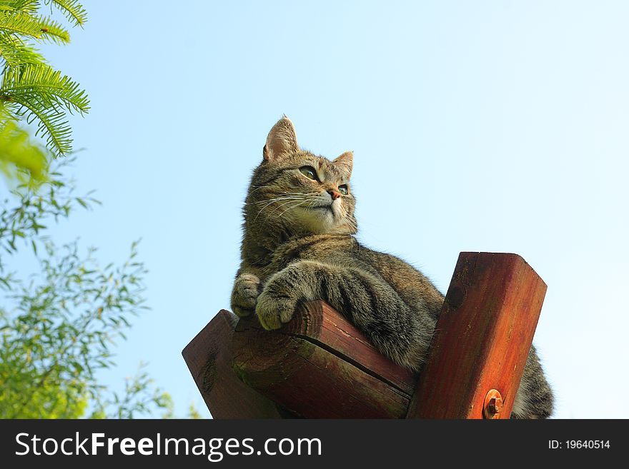 Dirty brown domestic cat, climbing cat. Dirty brown domestic cat, climbing cat