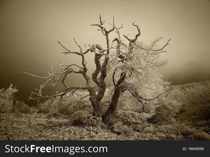 Rime tree in the mountain