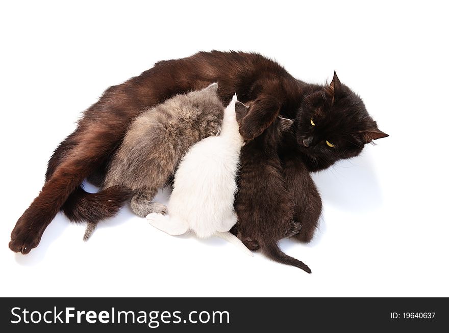 Funny little kittens with mother on white background