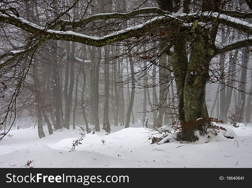 Snow and fog beech