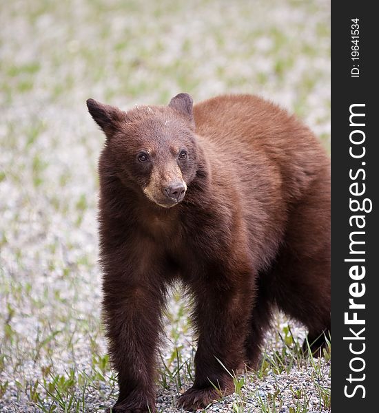 Brown bear in Banff national park