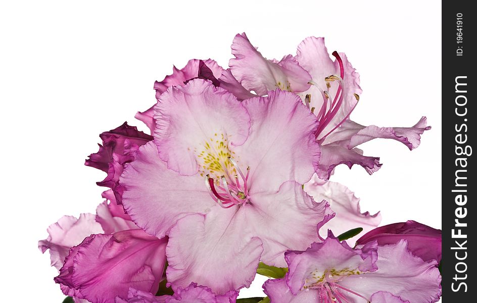 Pink rhododendron flowers on white