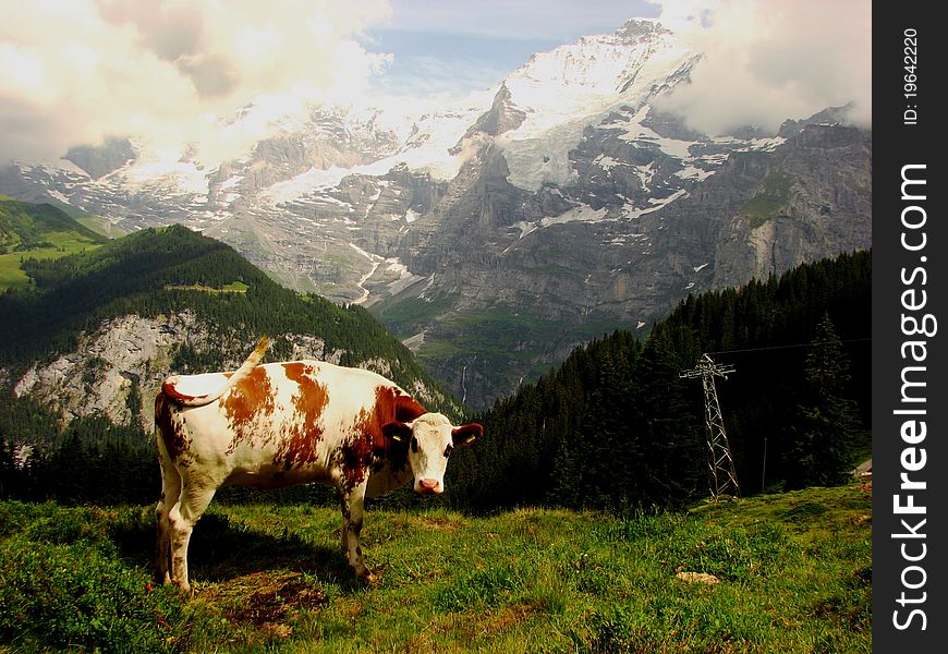 Cow and snow capped mountains in Switzerland