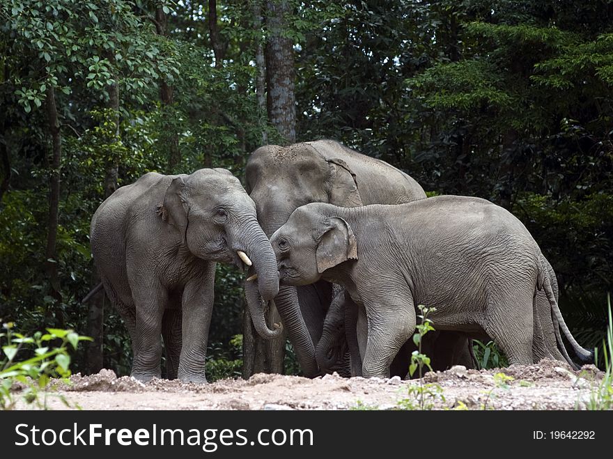 A group of three elephants playing together. A group of three elephants playing together