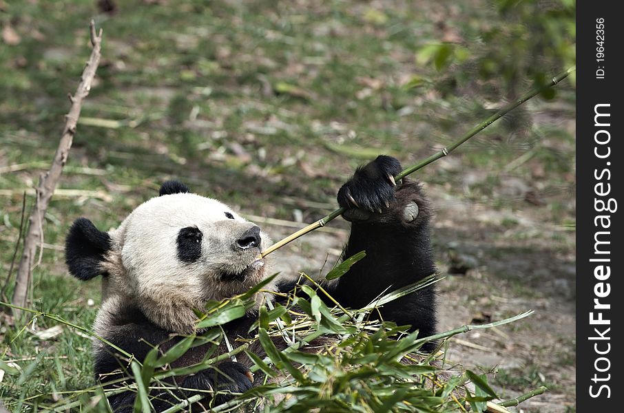 A Giant panda is eating bamboo leaves.