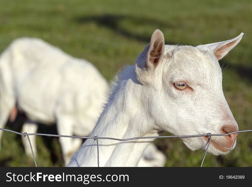 A portrait of a young goat. A portrait of a young goat