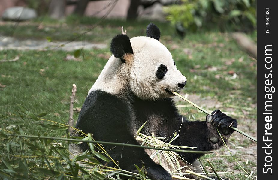 A Giant panda is eating  bamboo leaves.