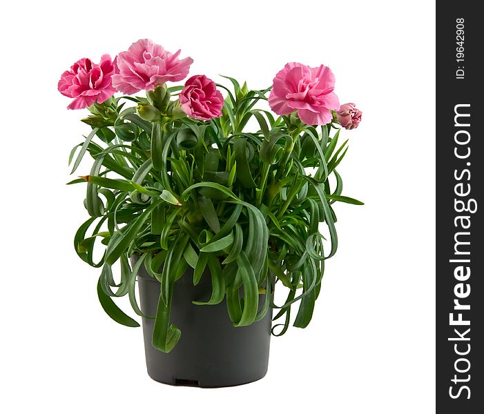 Pink carnation in a pot on a white background