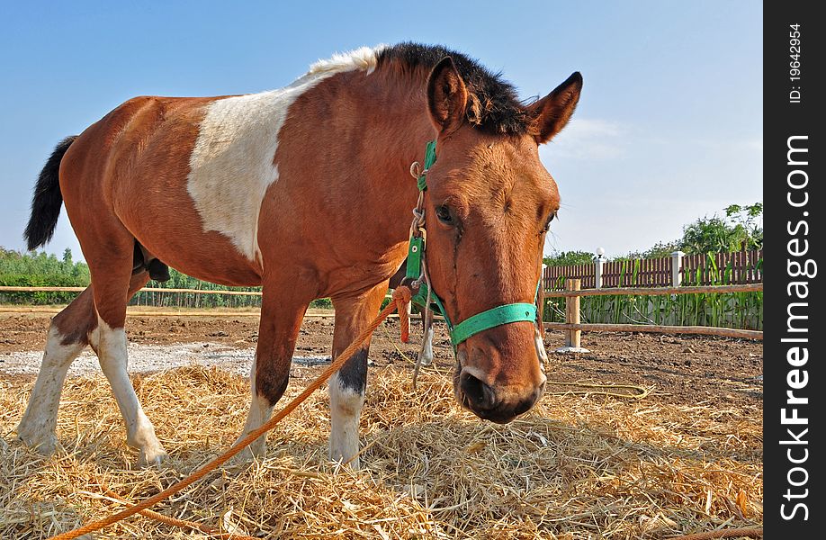 Chestnut horse with green halter in farm