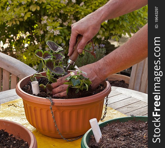 Man Planting Hanging Basket with Flowers for Summer Garden. Man Planting Hanging Basket with Flowers for Summer Garden