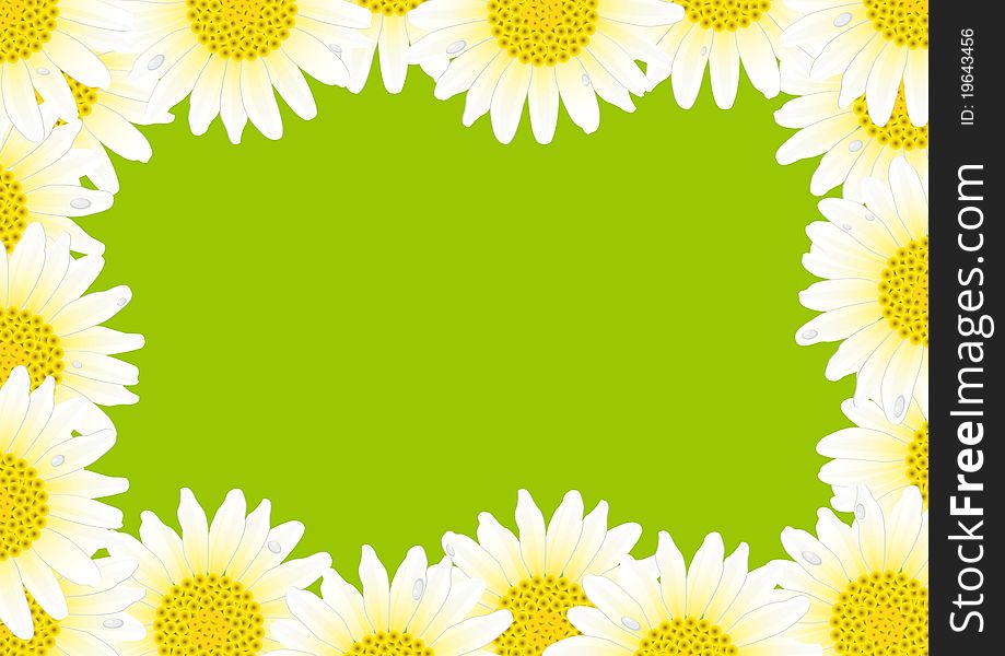 Daisy isolated on a green background. Daisy isolated on a green background