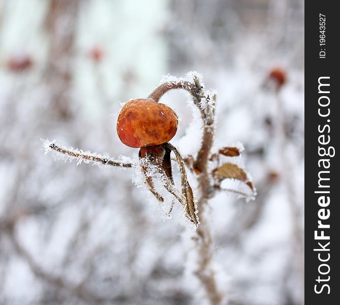 Lonely dogrose in hoarfrost in the winter