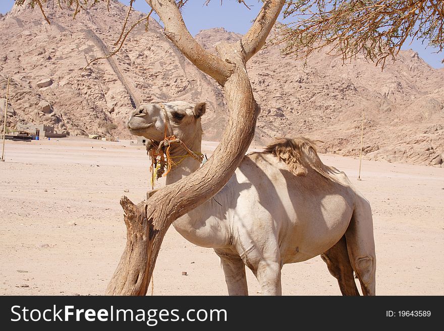 A cammel at Namibia Desert