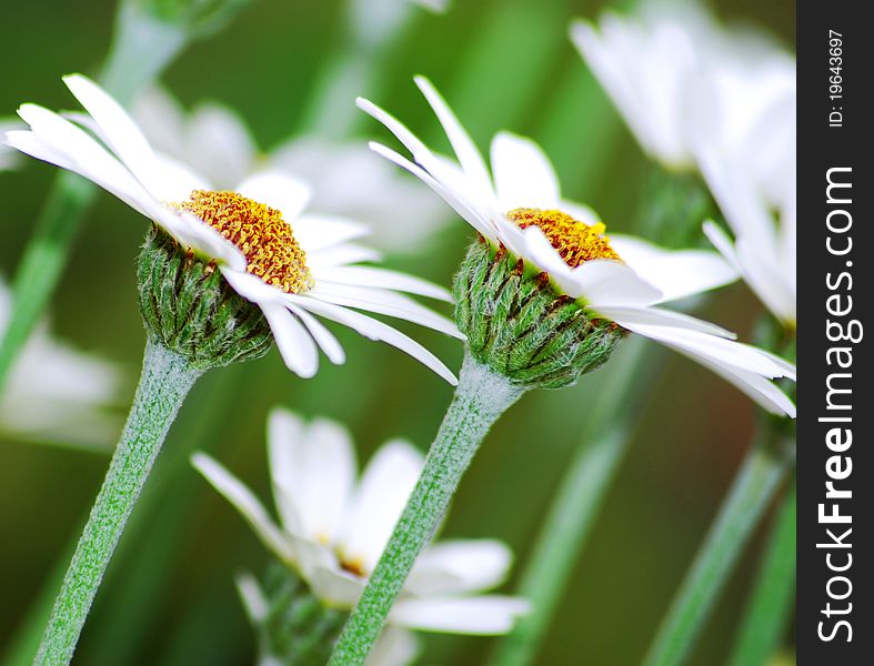 2 Daisies in the spring sun shine . 2 Daisies in the spring sun shine