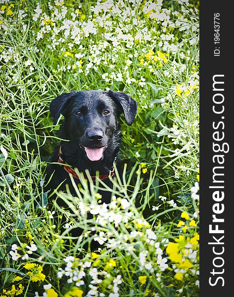 Over my local fields Posing in the natural sunlight with very wet fur!. Over my local fields Posing in the natural sunlight with very wet fur!