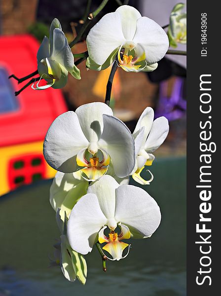 Close-up of a branch of an orchid.