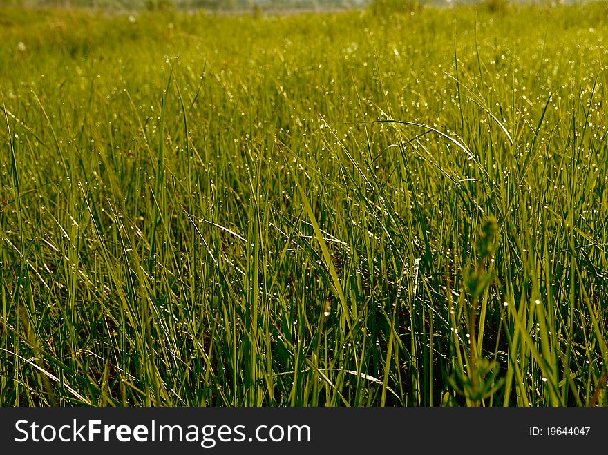 Dewy field of grass in spring morning. Dewy field of grass in spring morning.