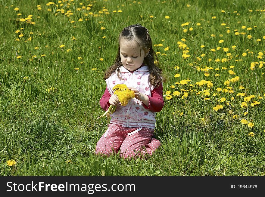 Little child collects yellow flowers (Dandelions) on a meadow. Little child collects yellow flowers (Dandelions) on a meadow