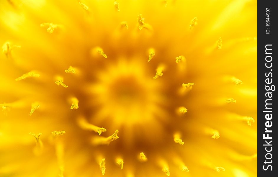 Macro shot of yellow dandelion. Macro shot of yellow dandelion