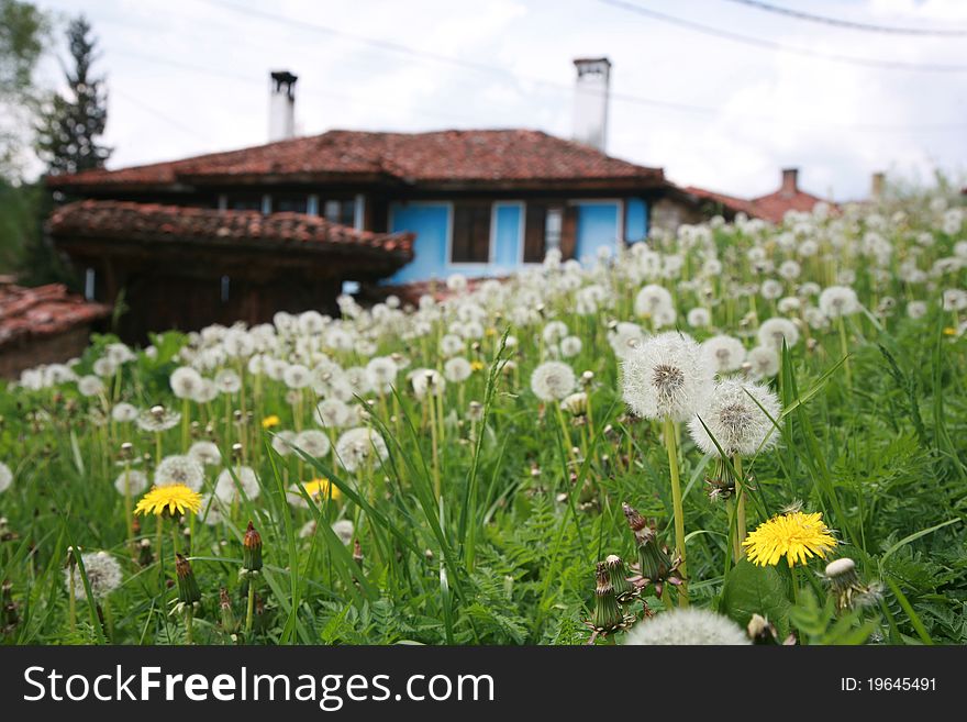 Dandelion field