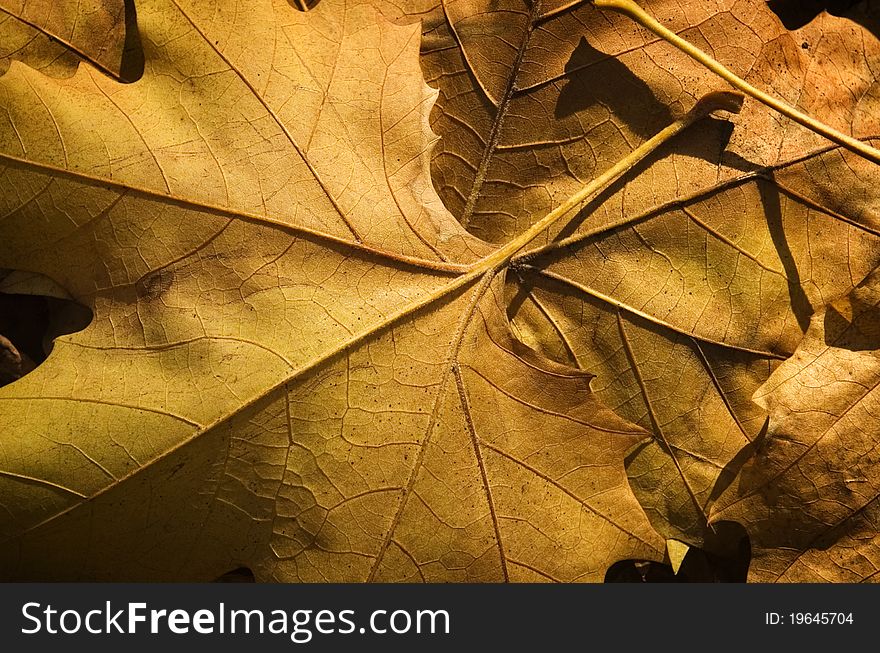Close up of a Autumn leaves texture