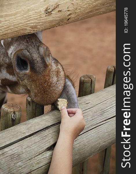 A child feeding a giraffe a cracker. A child feeding a giraffe a cracker