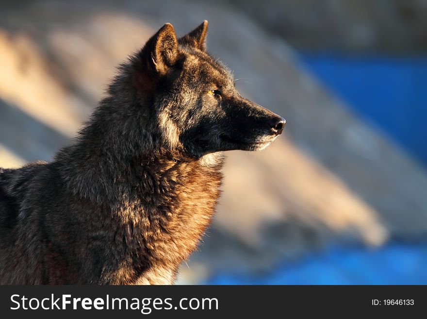 Lonely gray wolf in beams of the coming sun