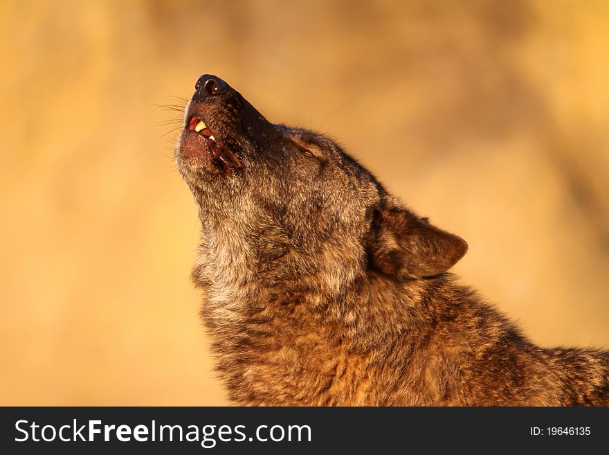 Lonely gray wolf in beams of the coming sun