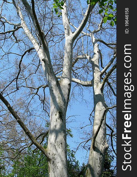 Platanus Orientalis - old Plane tree branches detail against blue summer  sky