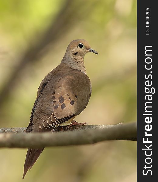 Mourning Dove (Zenaida macroura) - Ontario, Canada