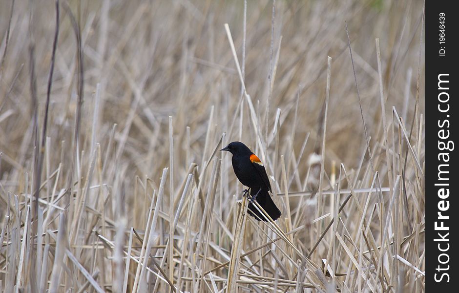 Red-winged Blackbird