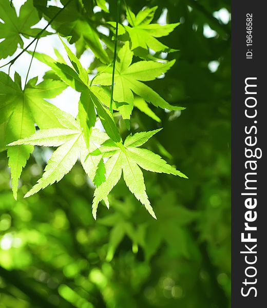 Green maple leaves in the park