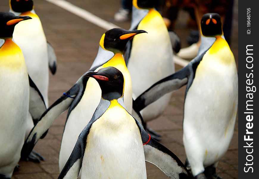 King penguin in zoo of Japan