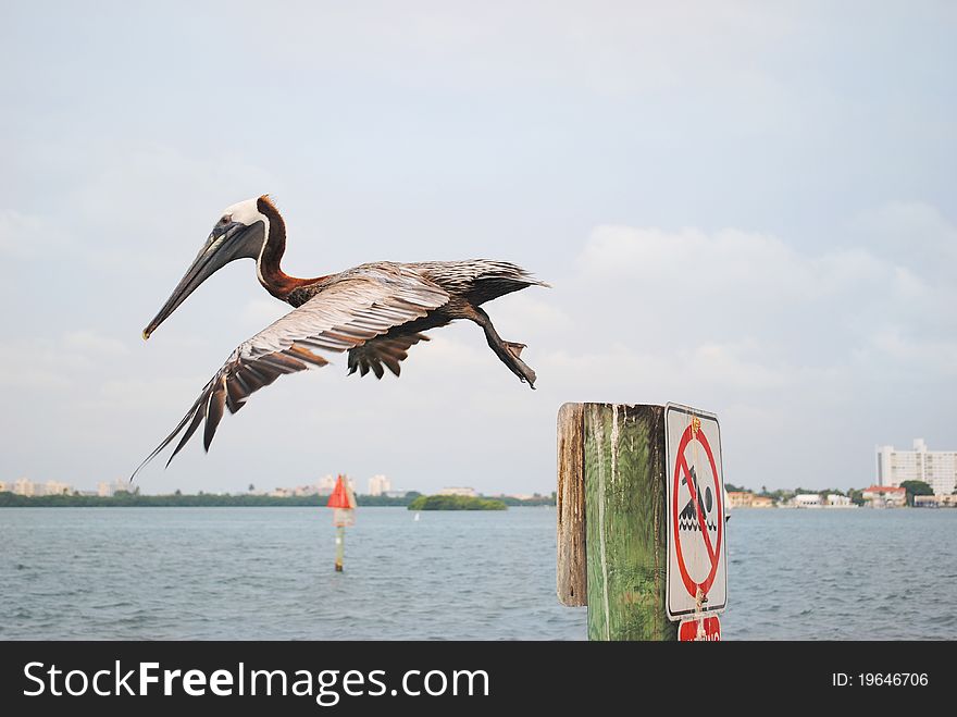 Pelican in flight