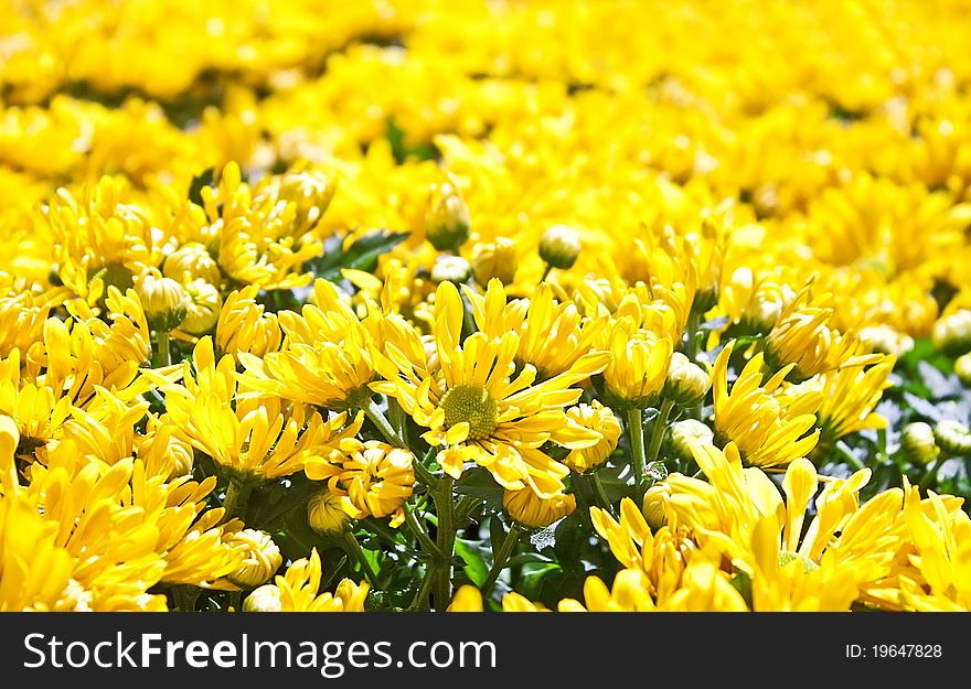 Field of yellow flowers, background