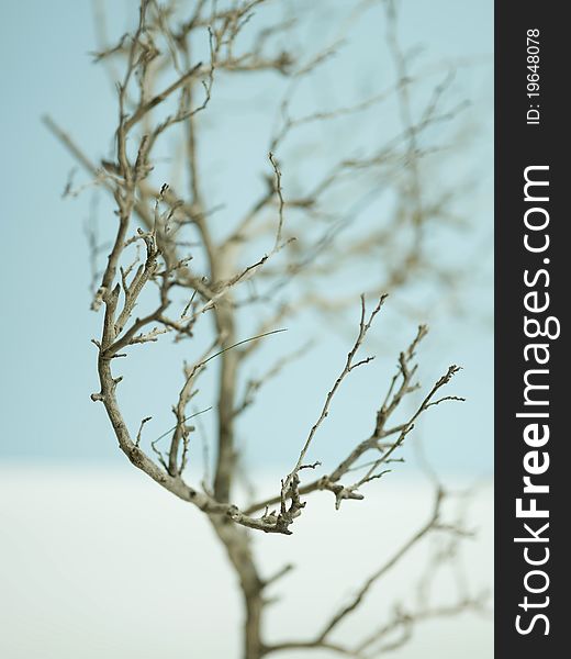 Macro image of a bare tree in a wintery scene. Macro image of a bare tree in a wintery scene