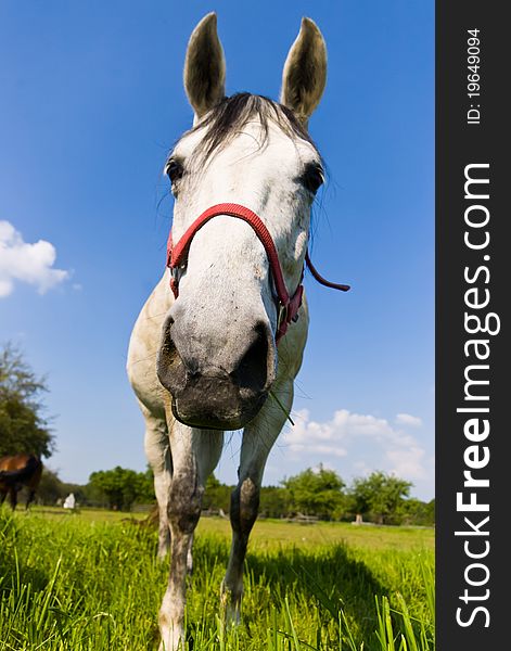 Beautiful Horse in a Green Meadow in sunny day