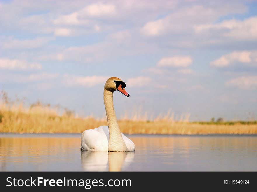 Swan on blue lake water in sunny day, swan on pond