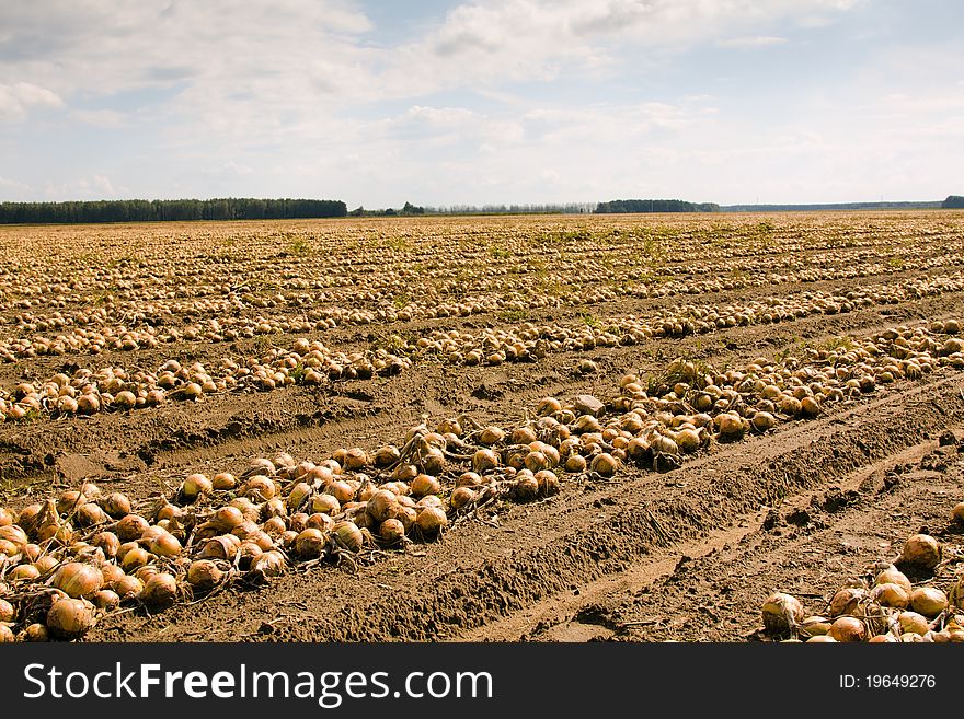 Field on which the collected onions combined in some numbers lie. Field on which the collected onions combined in some numbers lie