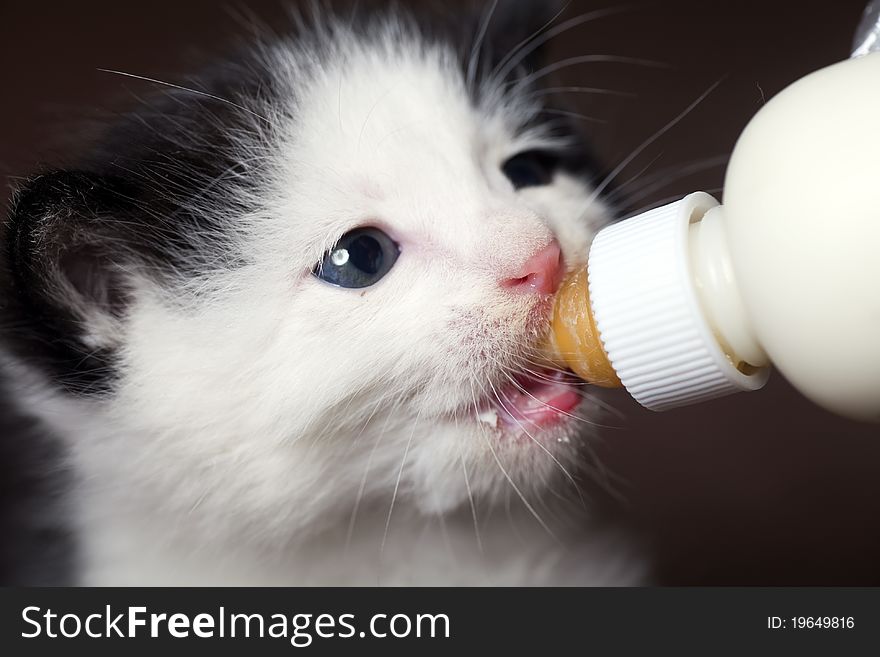 A Lovely Cat Drink milk