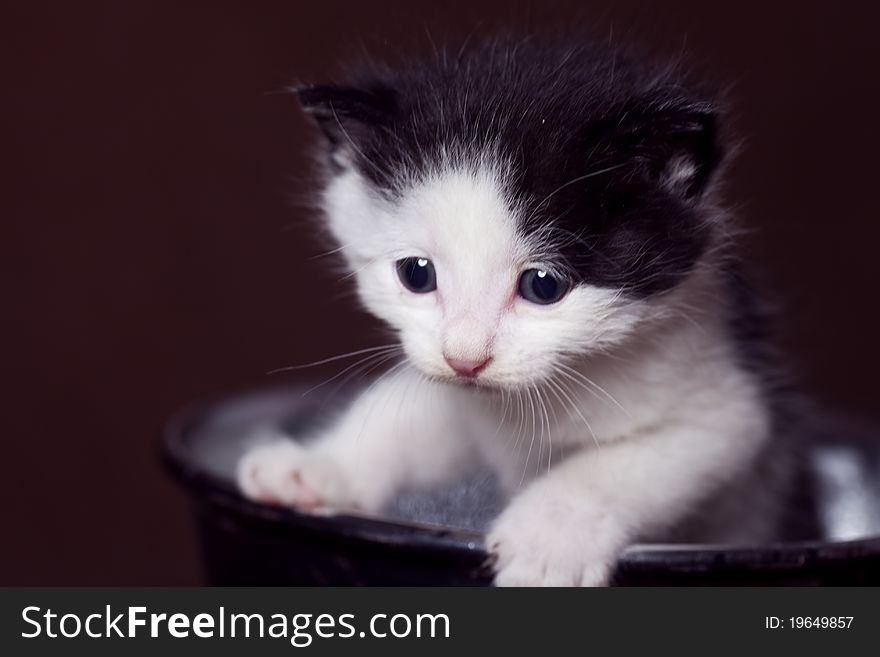 A Lovely Cat white black color